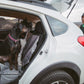 Two dogs wait for their owner to finish being in the boot.
