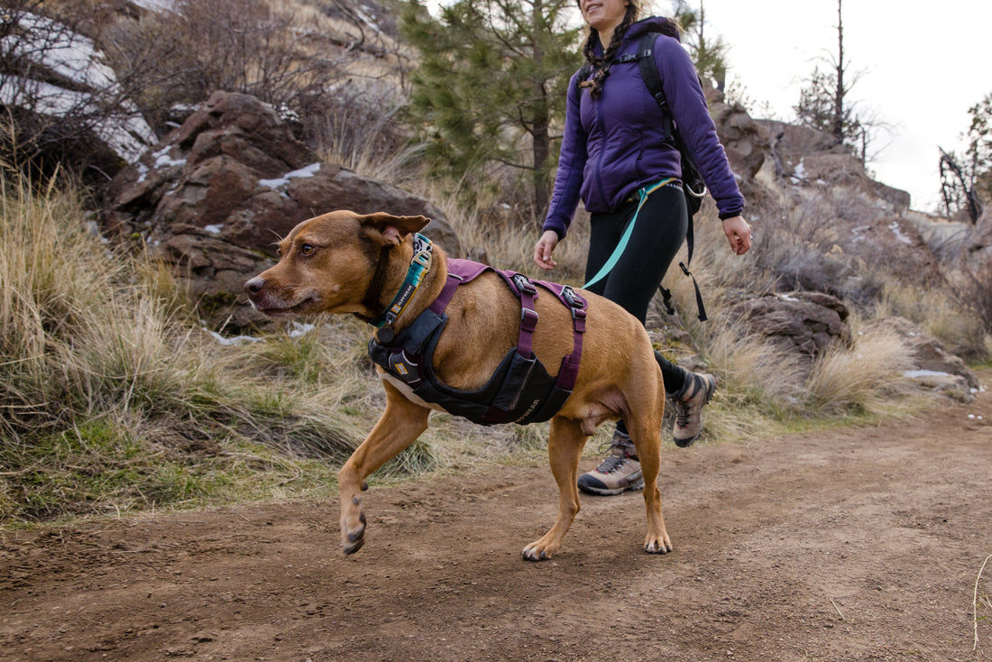 Product Perspective - Ruffwear Crag Collar and Leash