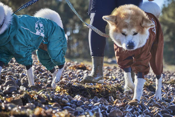 Mountain Dog are Hurtta's UK Show Partner at Crufts 2022