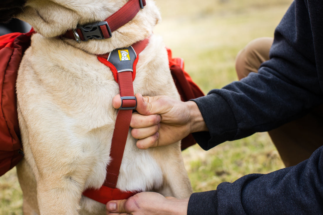 Fit dog - getting your measurements right