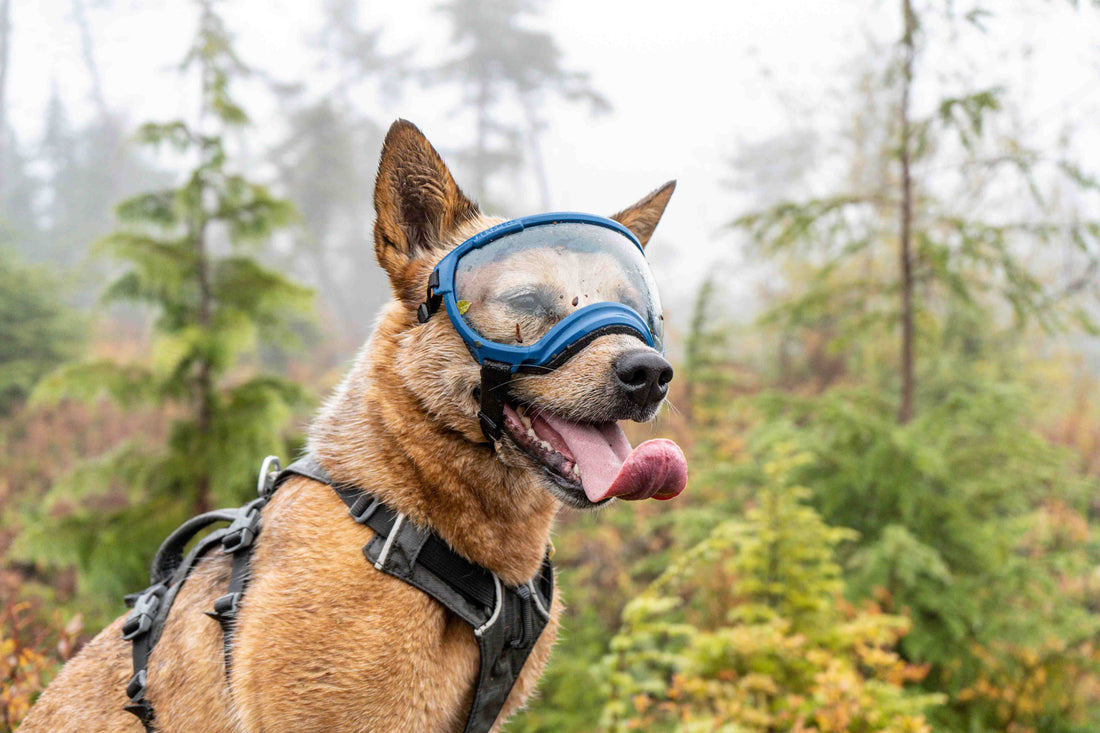 Why Do Some Dogs Wear Dog Goggles?