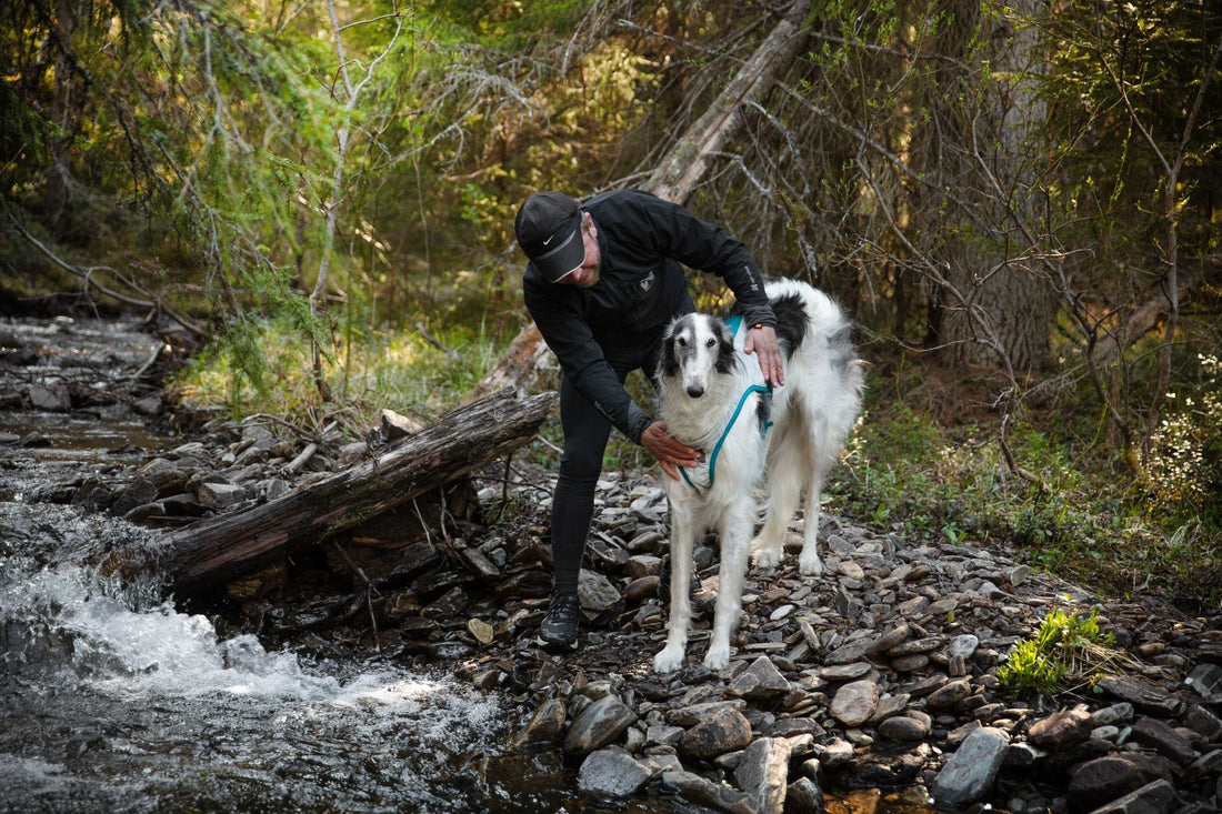 How To Use A Dog Cooling Jacket