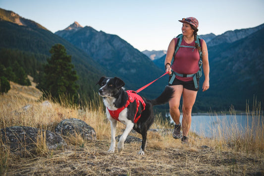 Sizing & Fitting Your 2025 Ruffwear Web Master Harness