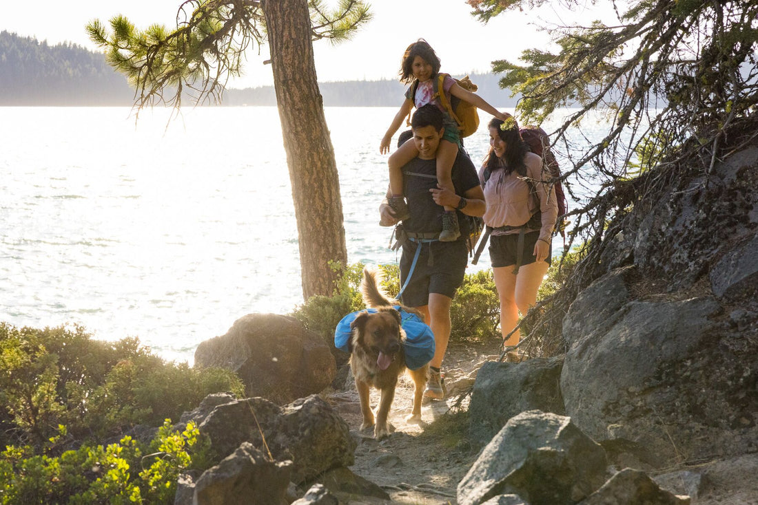 Top 7 Essentials for Hiking With Your Dog