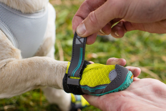Measuring & Sizing Dog Shoes, Booties & Socks