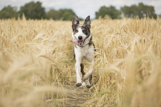 The Many Uses of the Long Line Dog Lead