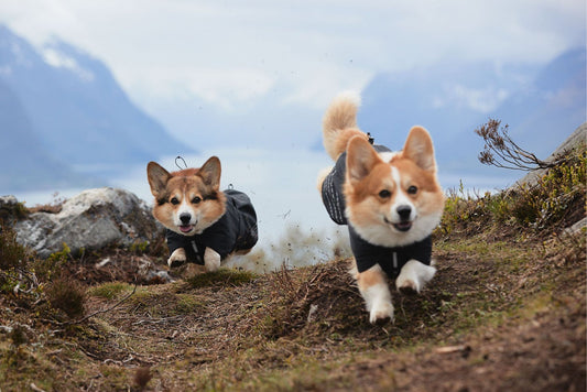 Choosing a Dog Coat: What is a Water-Resistance Rating?