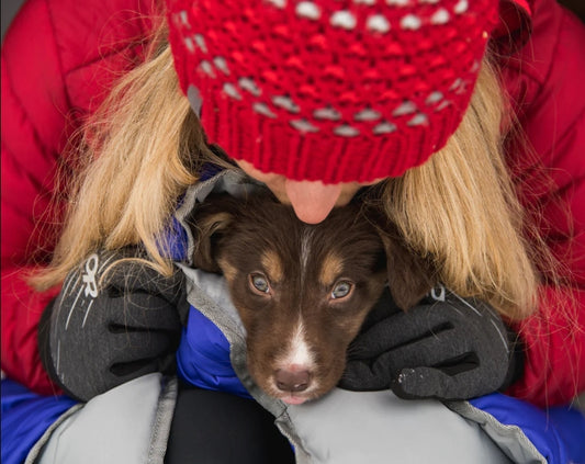 Top 5 Ruffwear Essentials for Camping With Your Dog