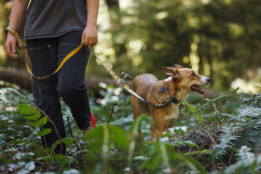 Brand Integrity: Sustainability & Ethical Manufacturing with Ruffwear