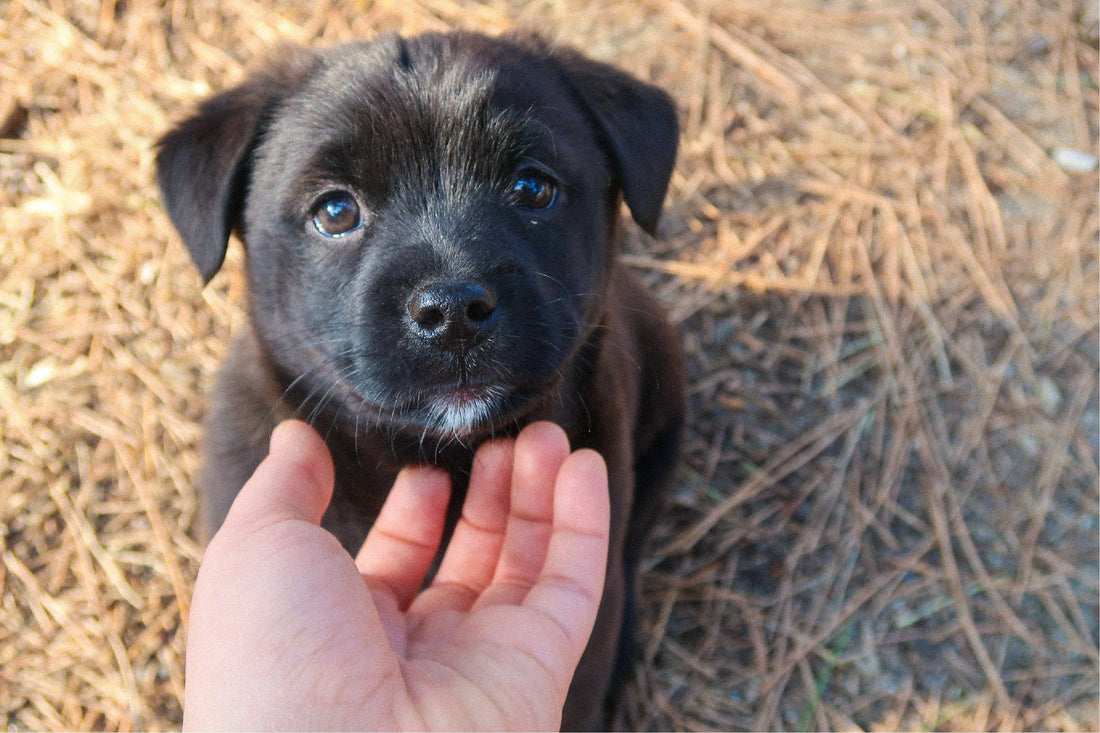 5 Essential Training Tools to Train Your Puppy