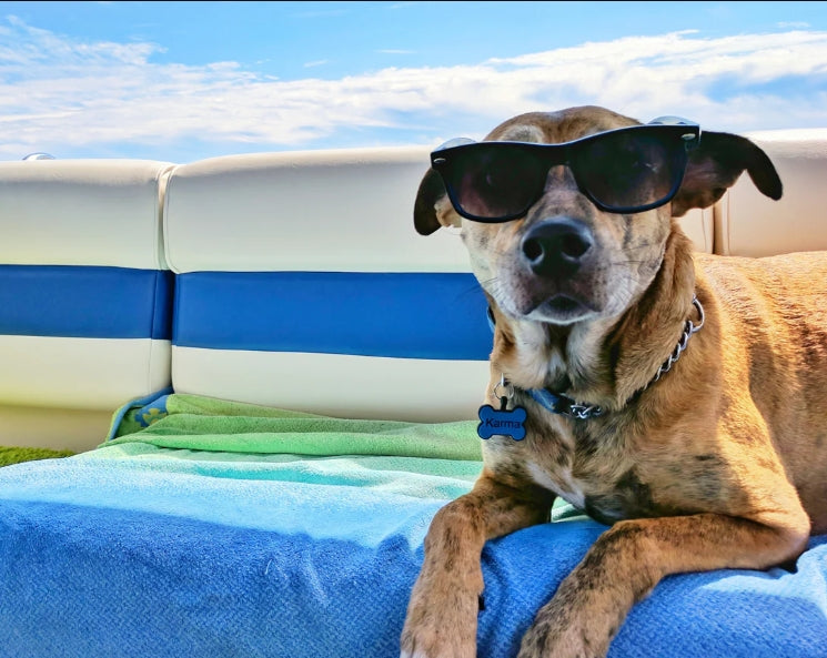 Activities for Your Dog on Hot Days