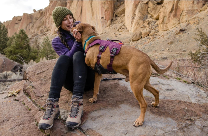 Measuring & Fitting Your Ruffwear Web Master Harness - Mountain Dog
