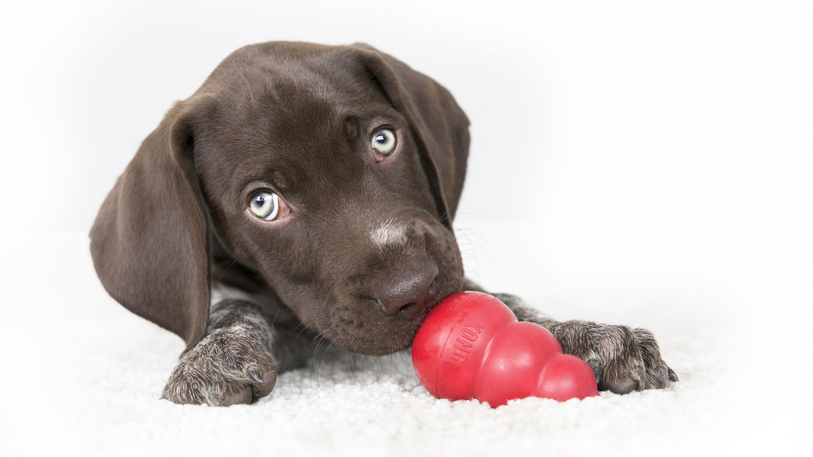 Puppy chewing on a treat-stuffed KONG toy