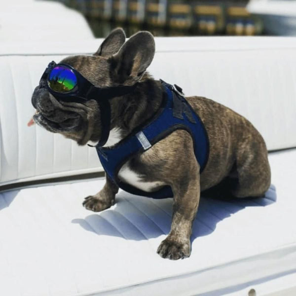 Goggles K9 Sport Sack Mountain Dog UK