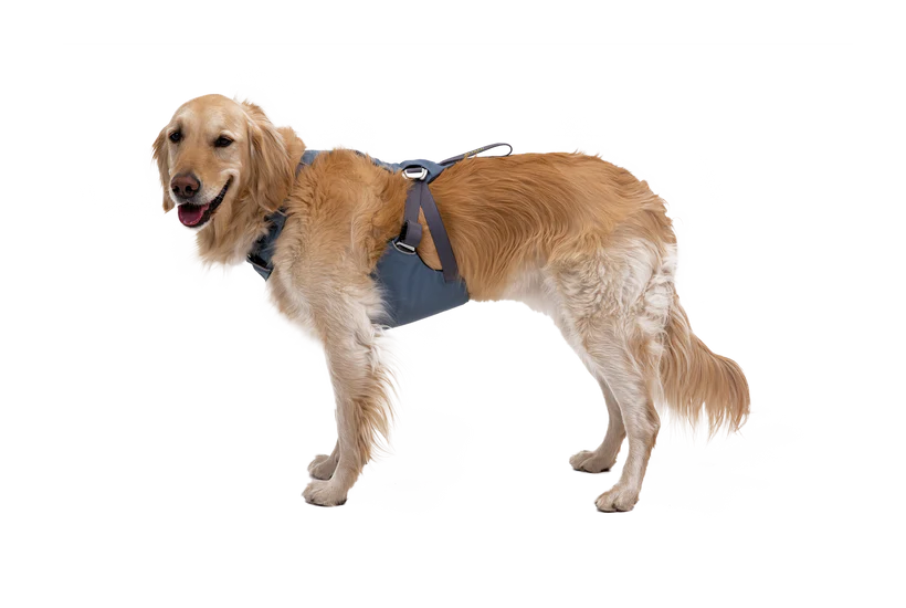 The Load-Up dog car Harness on a retriever dog.