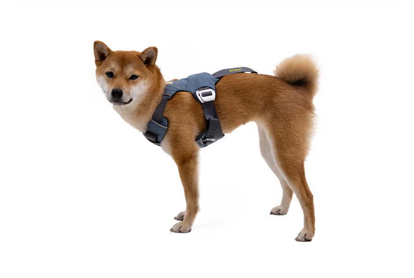 The Load-Up dog car Harness on a dog.