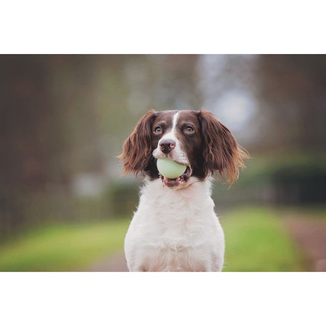 Chuckit! - Max Glow Ball