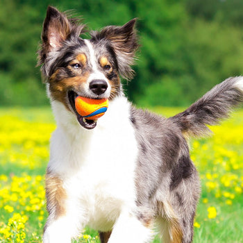 Ball Toys