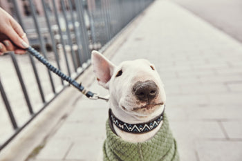 Collars