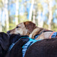 Hurtta - Rover Harness