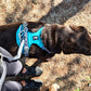 Hurtta - Rover Harness