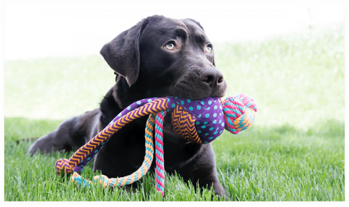 Dog top kongs uk