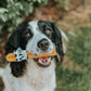 Happy dog holding a Moo Chew treat in their mouth.