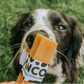 Dog about to grab a dog treat in a grassy outdoor setting.