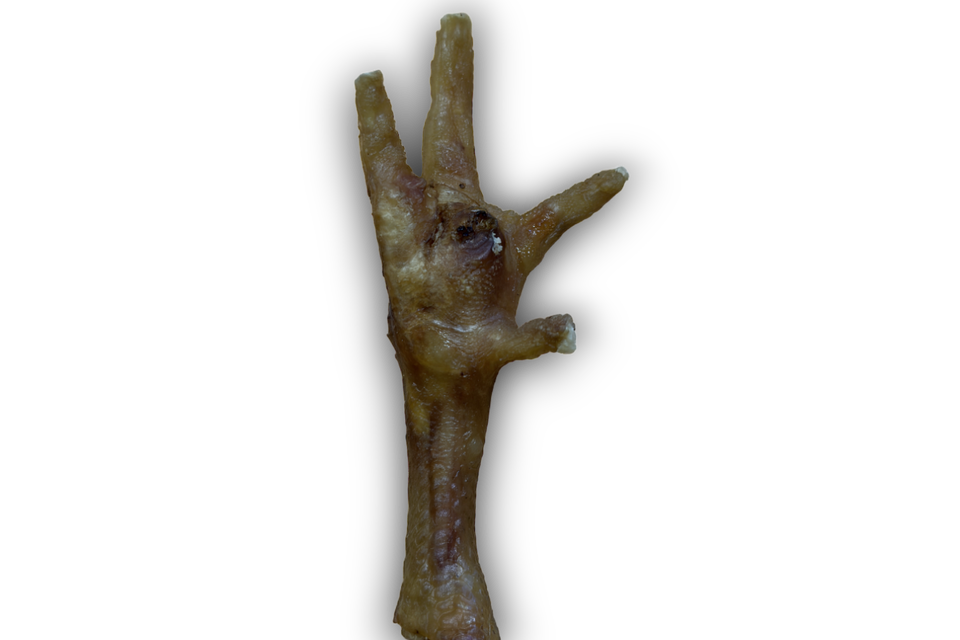 A chicken foot on a clear background.