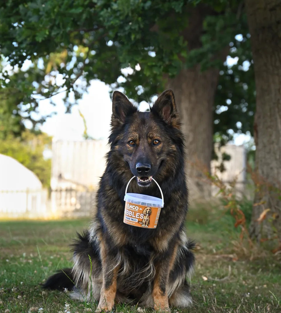 Lifestyle image of the Anco Nibbles being held by a sitting dog under a tree.