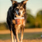 Lifestyle image of the Anco Nibbles being carried by a dog through a field.