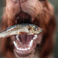 Dog with open mouth, ready to eat an Oceans Dried Sprat.