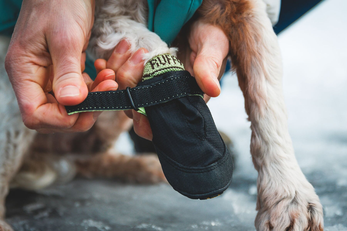 The Ruffwear Bark'n Boot Liners being adjusted on the paw by the dog's owner.