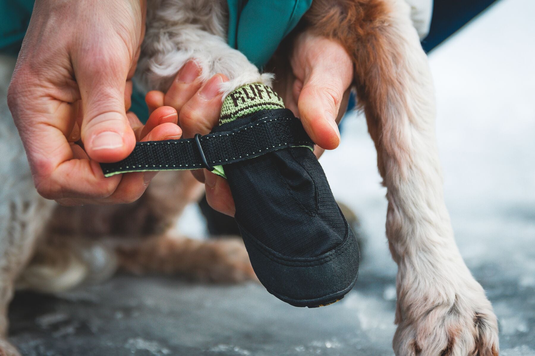 The Ruffwear Bark'n Boot Liners being adjusted on the paw by the dog's owner.