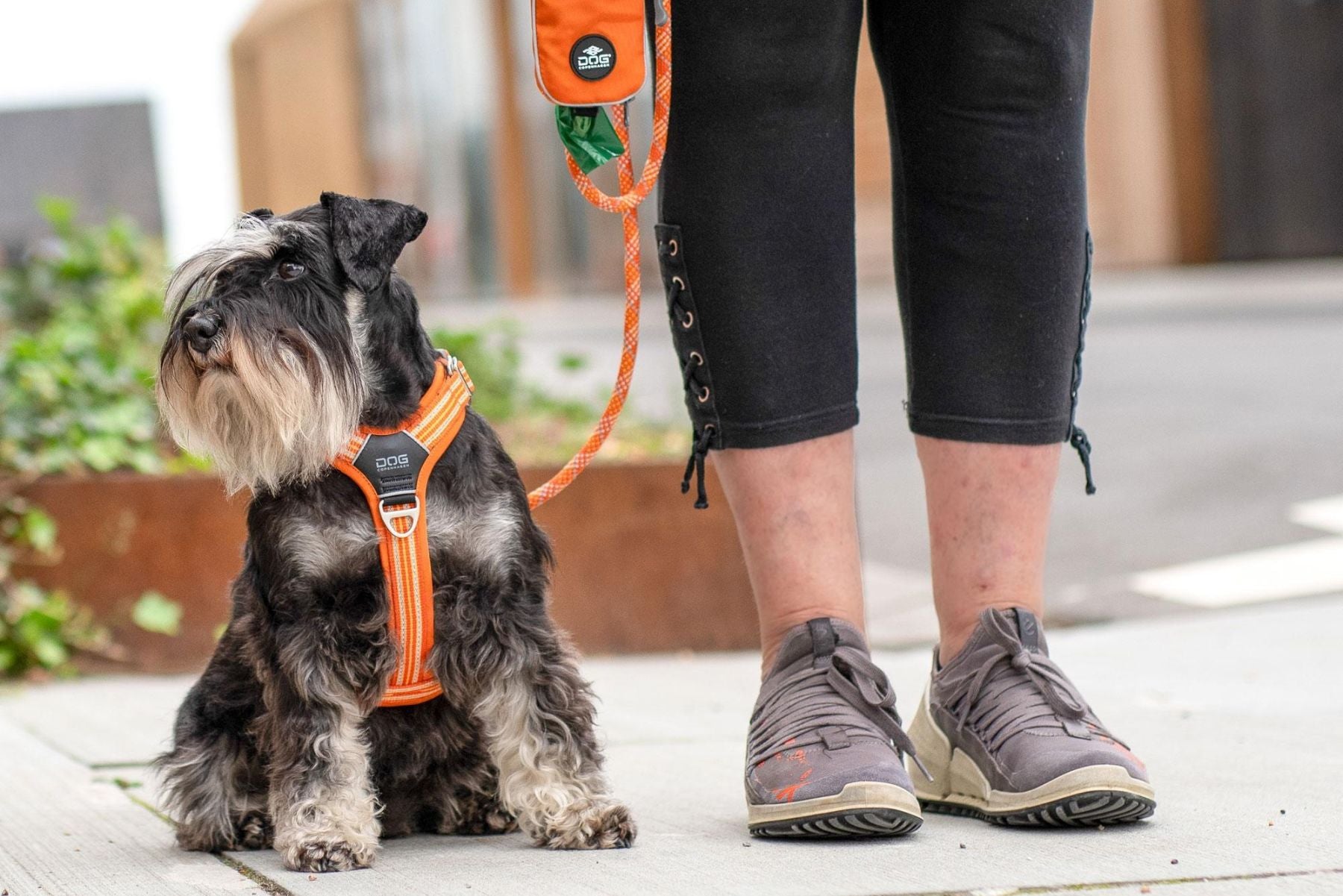 Lifestyle image of the Comfort Walk Air, showing a schnauzer sat by their owner, who is standing up.