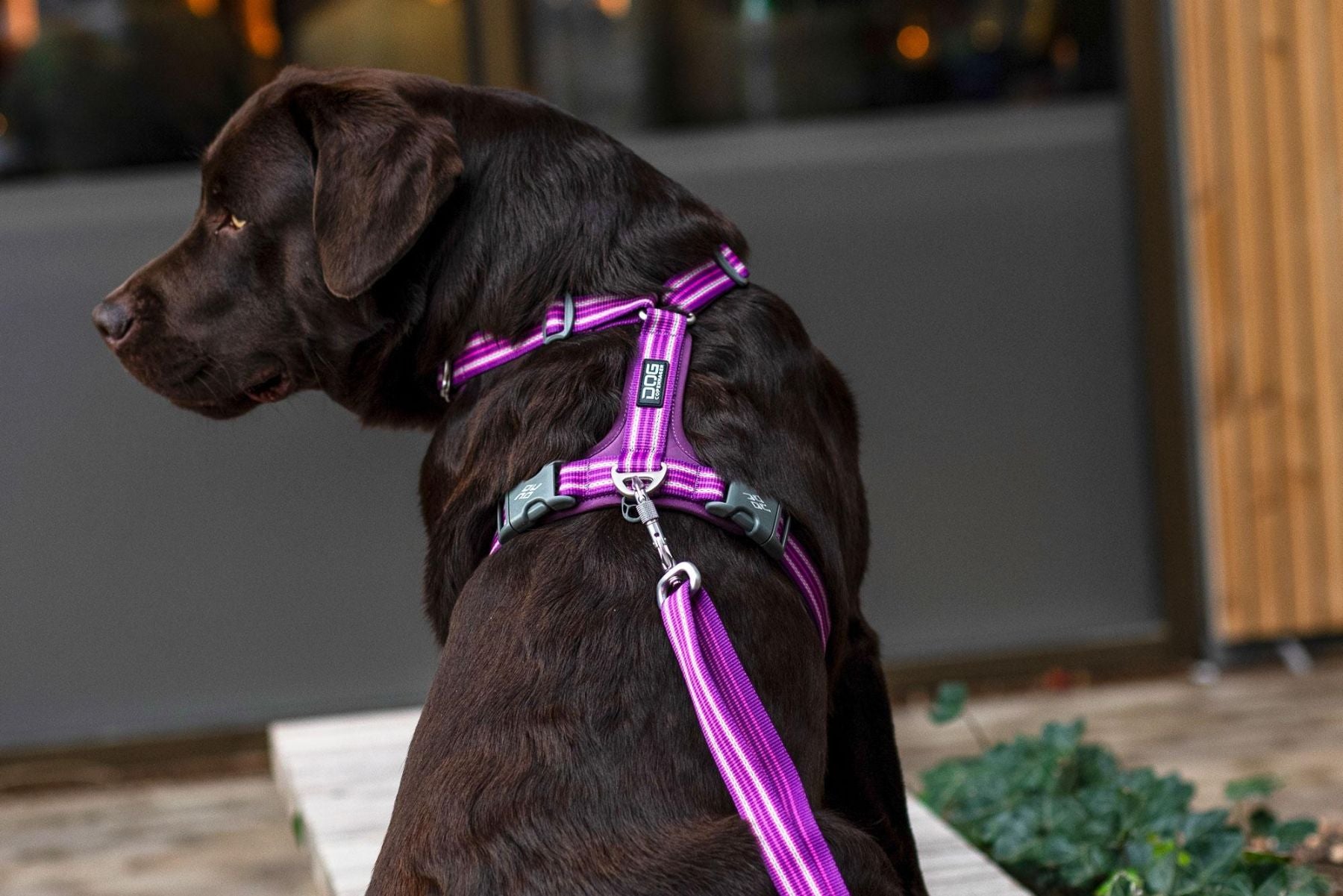 Lifestyle image of the Comfort Walk Air, on a brown dog staring off to the side.