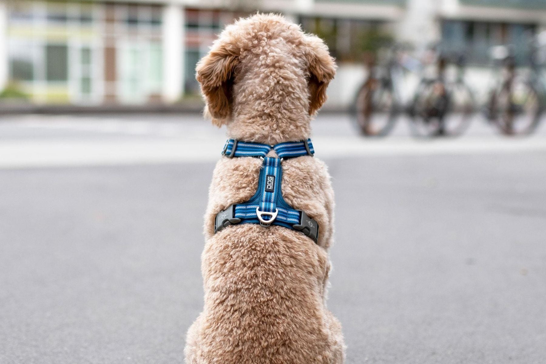 Lifestyle image of the Comfort Walk Air in Ocean Blue, showing a dog wearing the harness and staring off into the distance. Urban background with bikes.