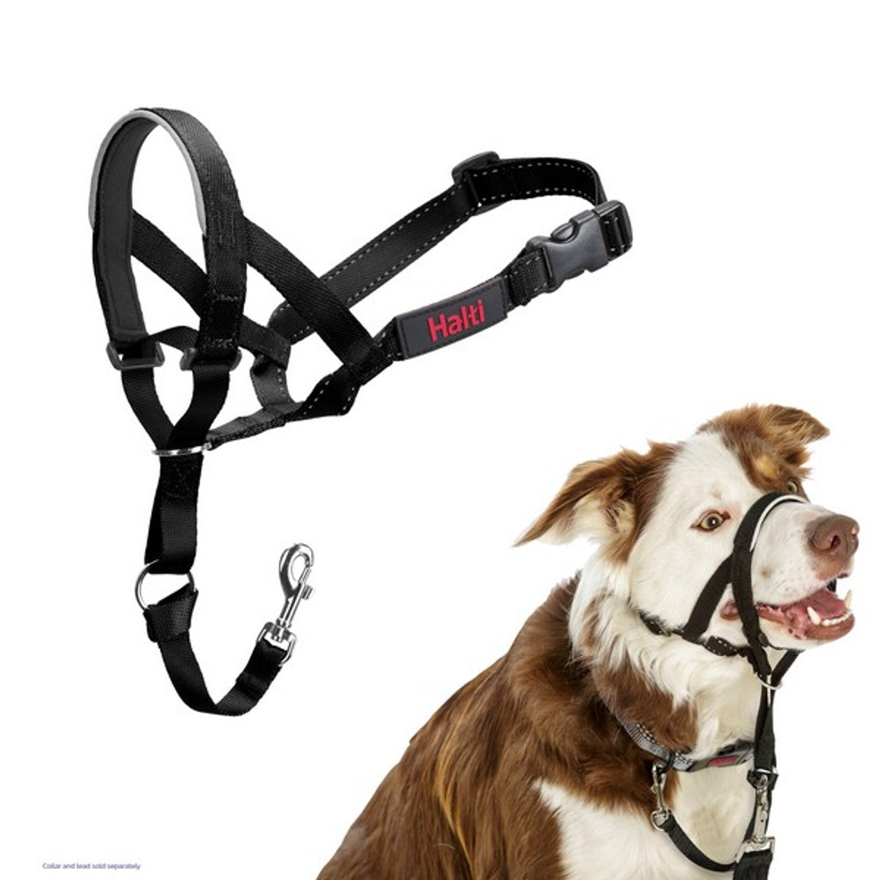 A stock image of the Halti Headcollar, modelled by a brown and white dog sheep dog.