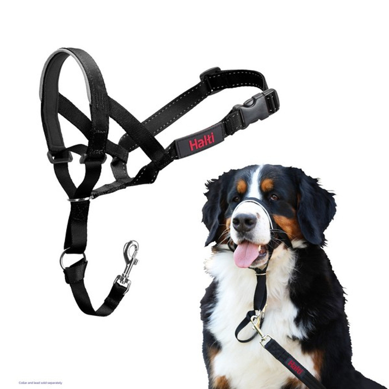 A stock image of the Halti Headcollar,  modelled by a Burnese Mountain dog.