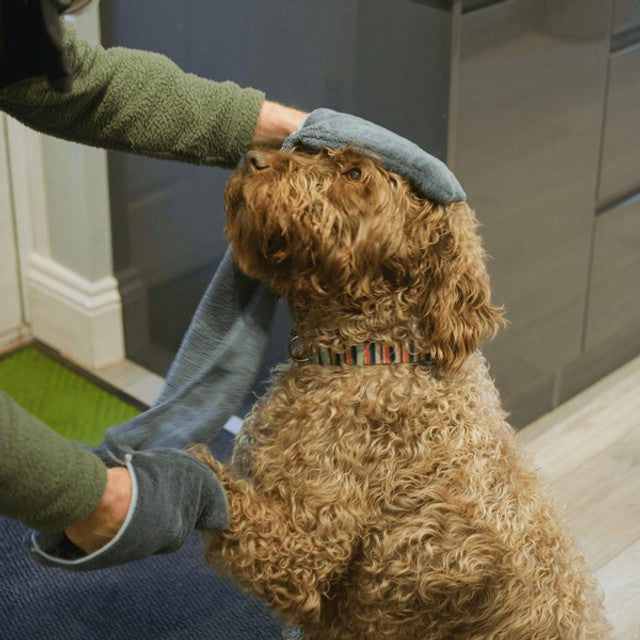 Curly dog being dried by the Henry Wag Glove Towel in an indoor setting.