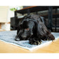 A black dog laying on the Henry Wag Microfibre Noodle Pet Mat, in an indoor setting.