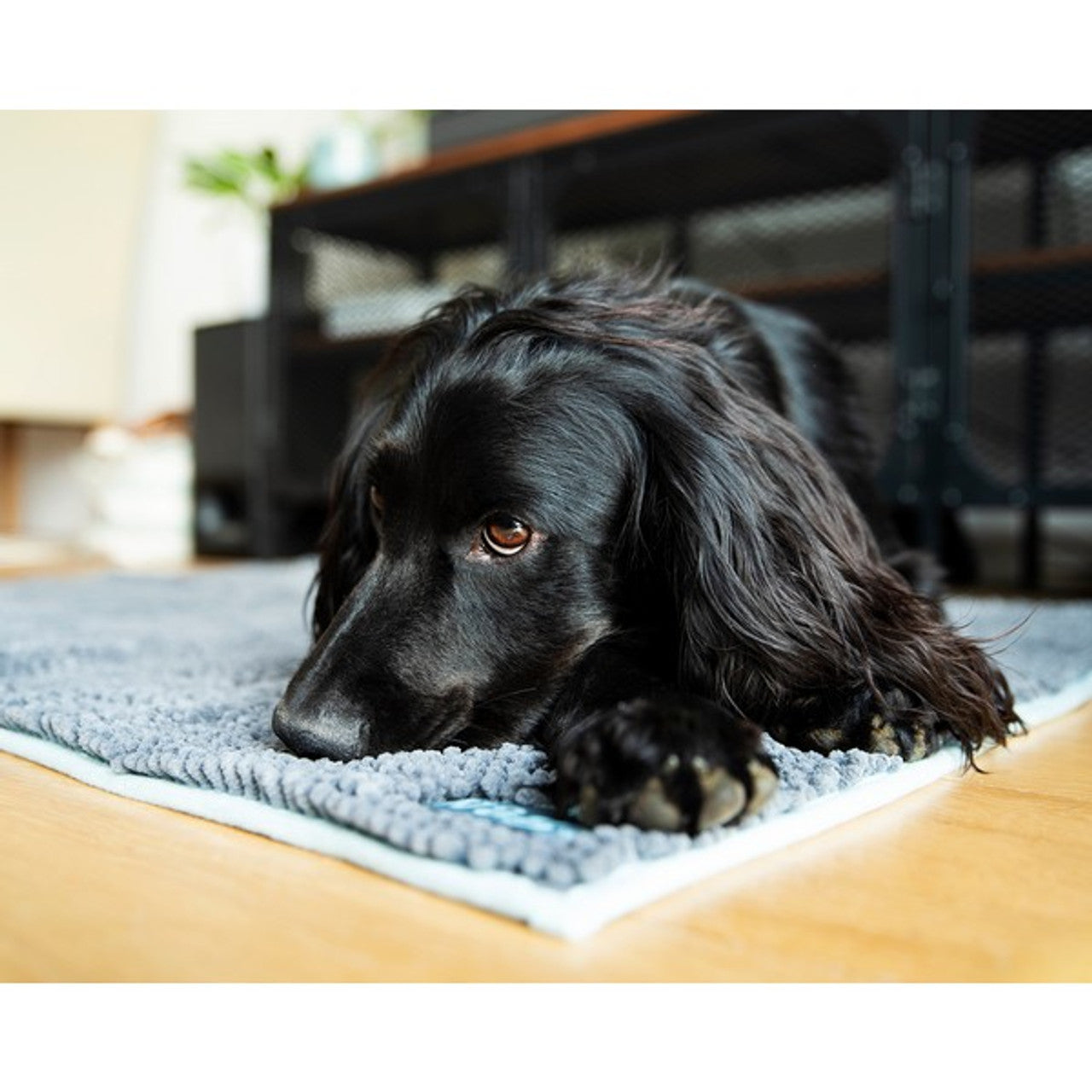 A black dog laying on the Henry Wag Microfibre Noodle Pet Mat, in an indoor setting.