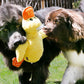 Two dogs playing with a KONG Comfort Jumbo Duck in a garden setting.