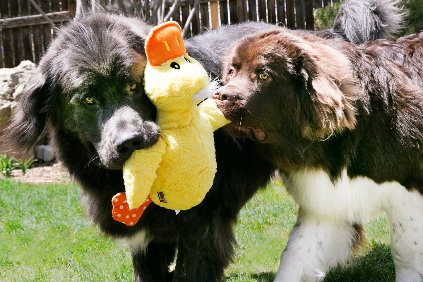 Two dogs playing with a KONG Comfort Jumbo Duck in a garden setting.