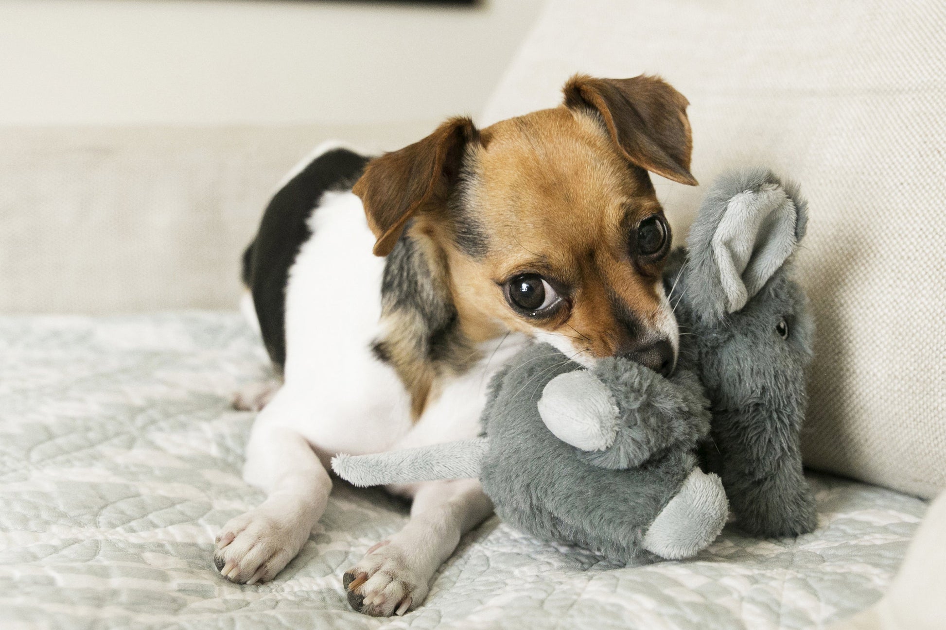 A dog playing with the KONG Kiddos Comfort Animal Elephant on a sofa.