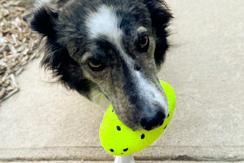 A dog holding the Reflex Football in their mouth, in an outdoor setting.