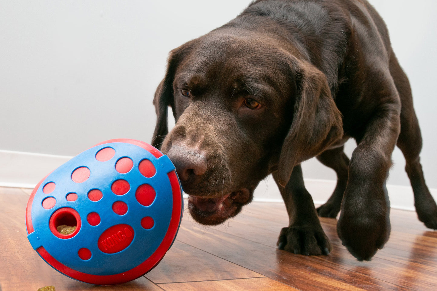 Lifestyle image of the KONG Rewards Wally, with a dog playing with the toy.