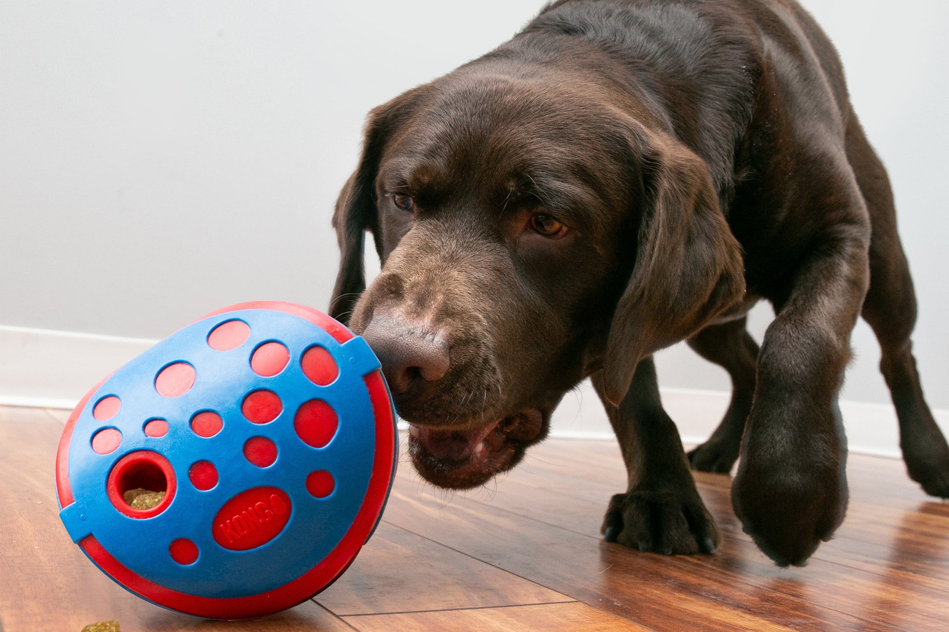 Lifestyle image of the KONG Rewards Wally, with a dog playing with the toy.