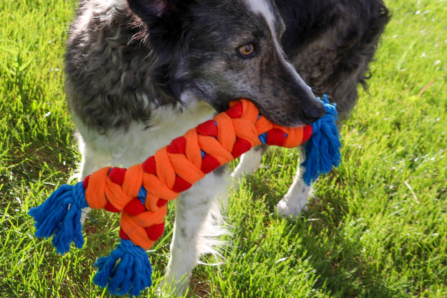A dog playing with a Rope Rally Bone in the grass.