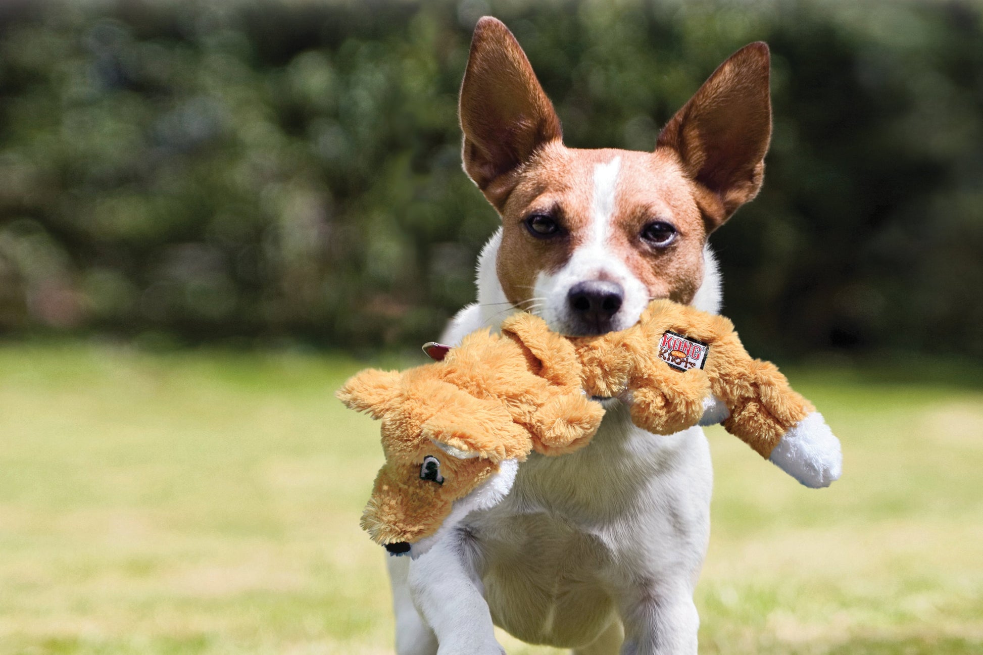 A brown and white dog carrying a KONG Scrunch Knot Fox through a field.
